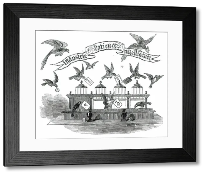 Framed Print : Industrie, Patience, Intelligence - birds trained by Emilie Vandermeersch, 1850. Creator: Unknown Framed Print : Industrie, Patience, Intelligence - birds trained by Emilie Vandermeersch, 1850. Creator: Unknown