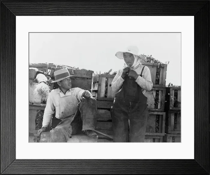 Framed Print : Japanese agricultural workers packing broccoli near Guadalupe, California, 1937. Creator: Dorothea Lange Framed Print : Japanese agricultural workers packing broccoli near Guadalupe, California, 1937. Creator: Dorothea Lange