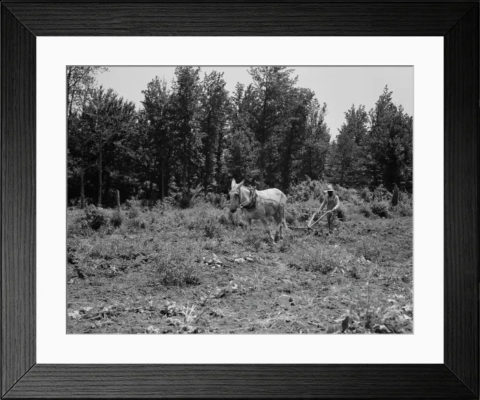 Framed Print : Working in the community garden, Hillhouse, Mississippi, 1937. Creator: Dorothea Lange Framed Print : Working in the community garden, Hillhouse, Mississippi, 1937. Creator: Dorothea Lange