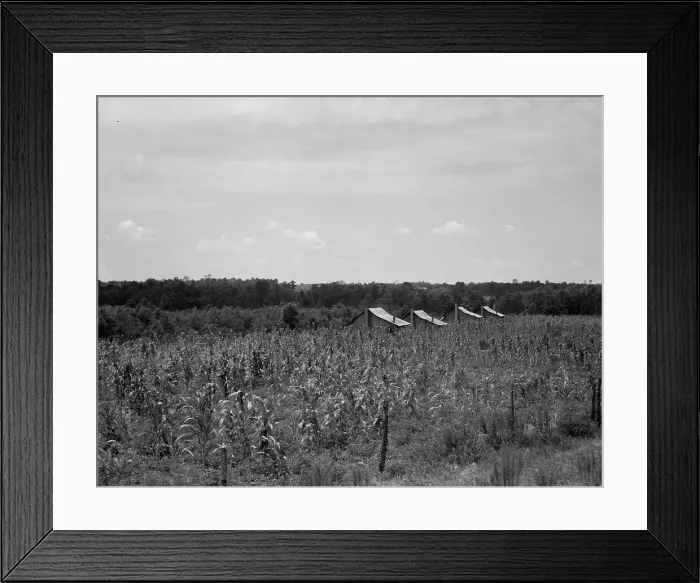 Framed Print : Cabins in the corn, South Georgia, 1937. Creator: Dorothea Lange Framed Print : Cabins in the corn, South Georgia, 1937. Creator: Dorothea Lange