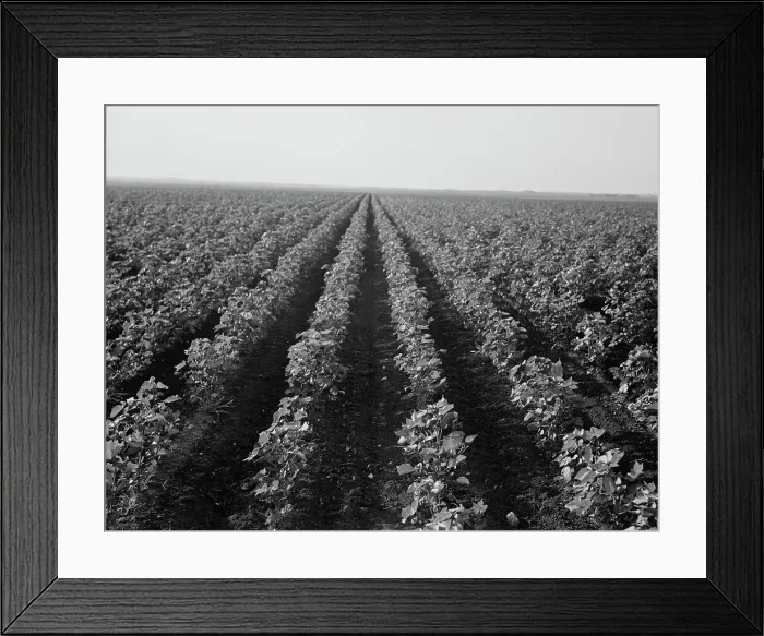 Framed Print : The Black Wax area of Texas, near Georgetown, Texas, 1938. Creator: Dorothea Lange Framed Print : The Black Wax area of Texas, near Georgetown, Texas, 1938. Creator: Dorothea Lange