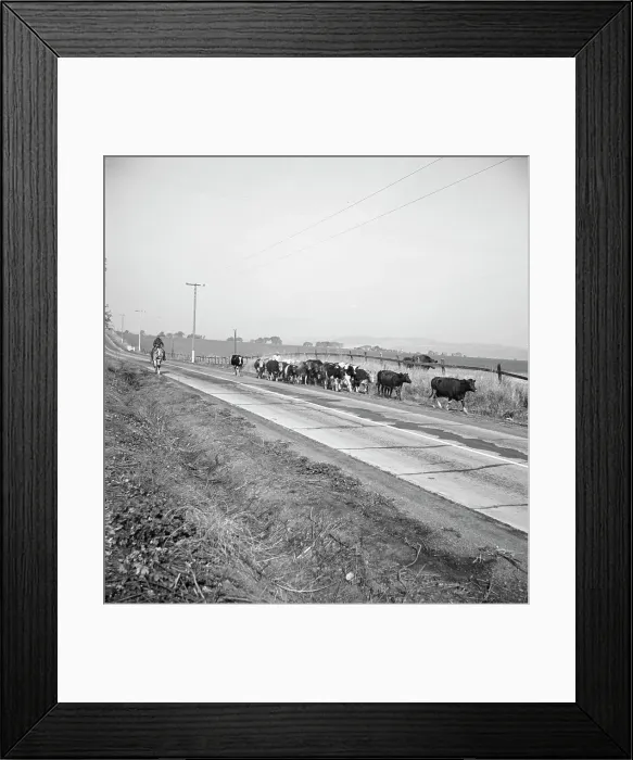 Framed Print : Bringing cattle in from the range, Contra Costa County, California, 1938. Creator: Dorothea Lange Framed Print : Bringing cattle in from the range, Contra Costa County, California, 1938. Creator: Dorothea Lange