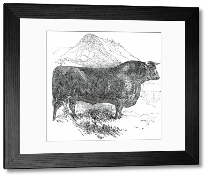 Framed Print : Prize Cattle at the Royal Agricultural Society's Show, at Exeter - Cattle of Any Breed - Sussex - Se Creator: Harrison Weir Framed Print : Prize Cattle at the Royal Agricultural Society's Show, at Exeter - Cattle of Any Breed - Sussex - Se Creator: Harrison Weir