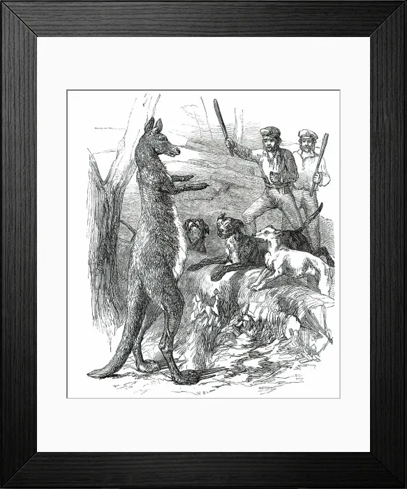 Framed Print : At Bay - Sticking up a Boomer, 1850. Creator: Unknown. At Bay - Sticking up a Boomer, 1850. Creator: Unknown Framed Print : At Bay - Sticking up a Boomer, 1850. Creator: Unknown. At Bay - Sticking up a Boomer, 1850. Creator: Unknown