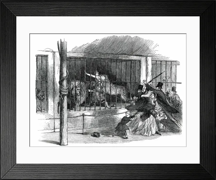Framed Print : Death of the Lion Queen, in Wombwell's Menagerie, at Chatham, 1850. Creator: Unknown. Death of the Lion Queen, in Wombwell's Menagerie, at Chatham, 1850. Creator: Unknown