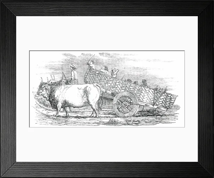 Framed Print : Gujerat Village-Cart, 1850. Creator: Unknown Framed Print : Gujerat Village-Cart, 1850. Creator: Unknown