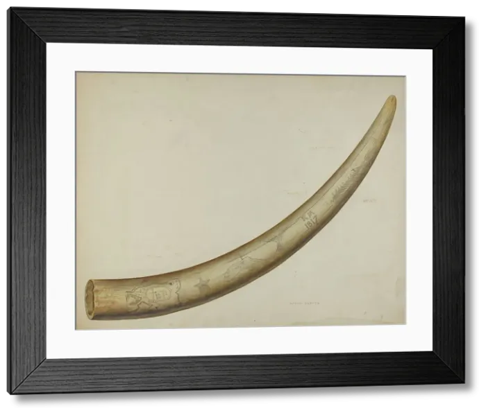 Framed Print : Scrimshaw: Walrus Tusk, 1941. Creator: Oscar Bluhme Framed Print : Scrimshaw: Walrus Tusk, 1941. Creator: Oscar Bluhme