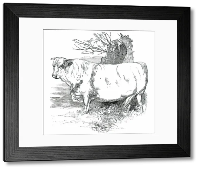 Framed Print : Prize Cattle at the Royal Agricultural Society's Show, at Exeter - Short-Horns - Class I. - First Pr Creator: Harrison Weir Framed Print : Prize Cattle at the Royal Agricultural Society's Show, at Exeter - Short-Horns - Class I. - First Pr Creator: Harrison Weir