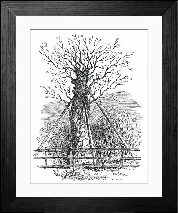 Framed Print : The Monmouth Ash, 1850. Creator: Unknown Framed Print : The Monmouth Ash, 1850. Creator: Unknown
