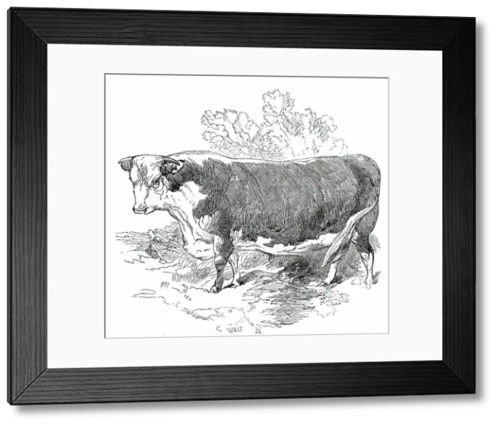 Framed Print : Prize Cattle at the Royal Agricultural Society's Show, at Exeter - Hereford - Class I. - First Prize Creator: Harrison Weir Framed Print : Prize Cattle at the Royal Agricultural Society's Show, at Exeter - Hereford - Class I. - First Prize Creator: Harrison Weir