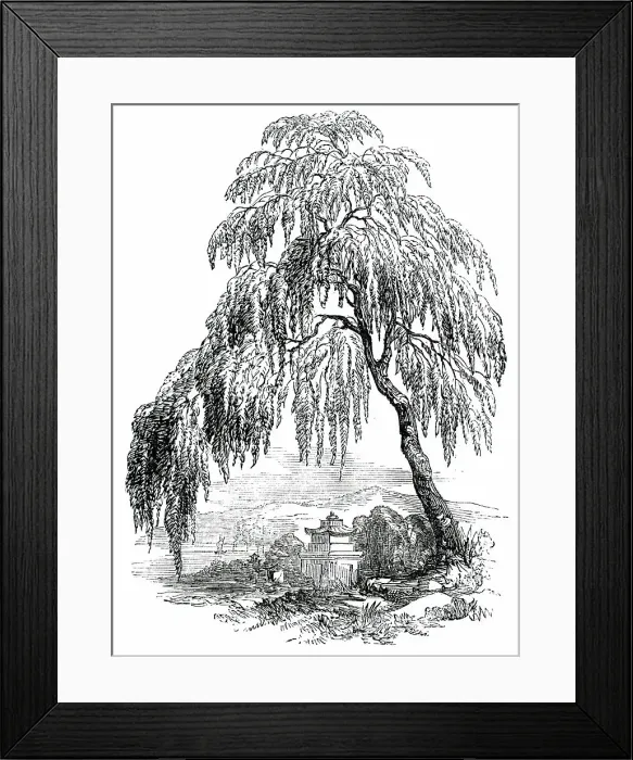 Framed Print : The Funebral Cypress, 1850. Creator: Unknown Framed Print : The Funebral Cypress, 1850. Creator: Unknown