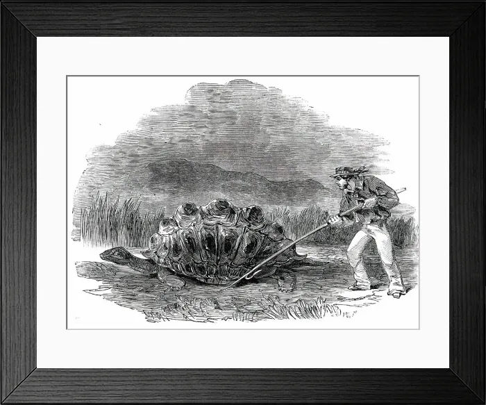 Framed Print : Gigantic Land Tortoise - a Present for Her Majesty, 1850. Creator: Unknown Framed Print : Gigantic Land Tortoise - a Present for Her Majesty, 1850. Creator: Unknown