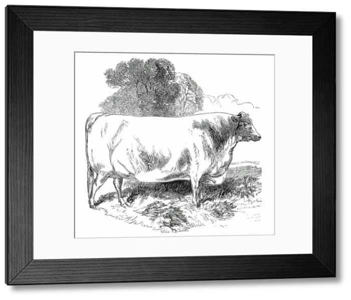 Framed Print : Prize Cattle at the Royal Agricultural Society's Show, at Exeter - Short-Horns - Class IV. - First P Creator: Harrison Weir Framed Print : Prize Cattle at the Royal Agricultural Society's Show, at Exeter - Short-Horns - Class IV. - First P Creator: Harrison Weir