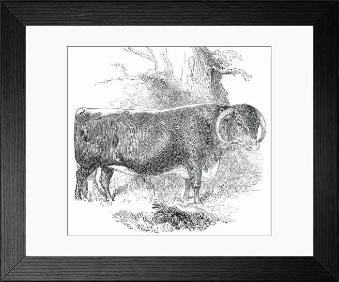 Framed Print : Prize Cattle at the Royal Agricultural Society's Show, at Exeter - Cattle of Any Breed - Leicester - Creator: Harrison Weir Framed Print : Prize Cattle at the Royal Agricultural Society's Show, at Exeter - Cattle of Any Breed - Leicester - Creator: Harrison Weir