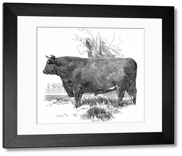 Framed Print : Prize Cattle at the Royal Agricultural Society's Show, at Exeter - Devon - Class I. - First Prize, £ Creator: Harrison Weir Framed Print : Prize Cattle at the Royal Agricultural Society's Show, at Exeter - Devon - Class I. - First Prize, £ Creator: Harrison Weir