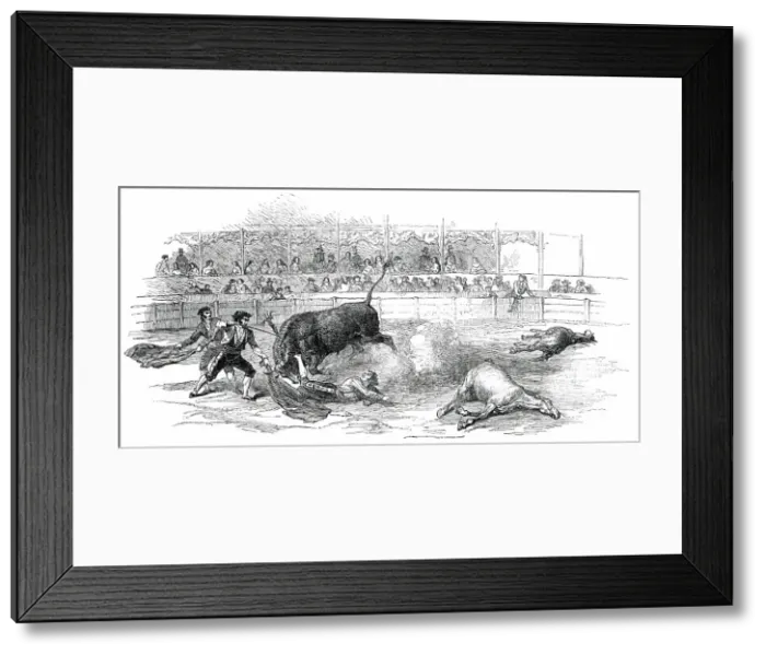 Framed Print : Bull-Fight at Madrid - Accident to Montes, the Matador, 1850. Creator: Unknown Framed Print : Bull-Fight at Madrid - Accident to Montes, the Matador, 1850. Creator: Unknown