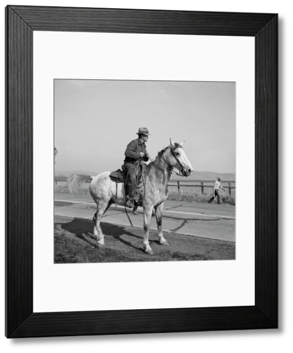Framed Print : Cowboy bringing cattle in from range, Contra Costa County, 1938. Creator: Dorothea Lange Framed Print : Cowboy bringing cattle in from range, Contra Costa County, 1938. Creator: Dorothea Lange