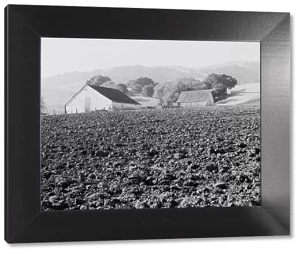 Stock ranch and plowed field, Contra Costa County, California, 1938. Creator: Dorothea Lange