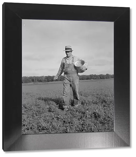 Tenant farmer spreading grasshopper bait, Oklahoma, 1937. Creator: Dorothea Lange