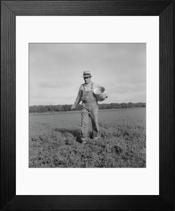 Framed Print : Tenant farmer spreading grasshopper bait, Oklahoma, 1937. Creator: Dorothea Lange Framed Print : Tenant farmer spreading grasshopper bait, Oklahoma, 1937. Creator: Dorothea Lange