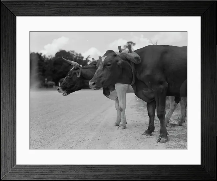 Framed Print : Ox team that hauls pulpwood, Bay Saint Louis, Mississippi, 1937. Creator: Dorothea Lange Framed Print : Ox team that hauls pulpwood, Bay Saint Louis, Mississippi, 1937. Creator: Dorothea Lange