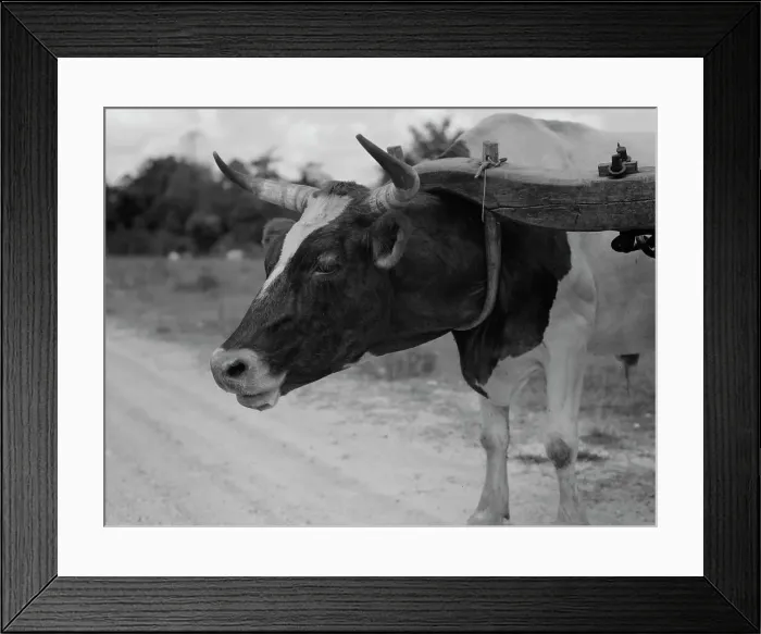 Framed Print : Ox team used to haul pulpwood, Mississippi, 1937. Creator: Dorothea Lange Framed Print : Ox team used to haul pulpwood, Mississippi, 1937. Creator: Dorothea Lange