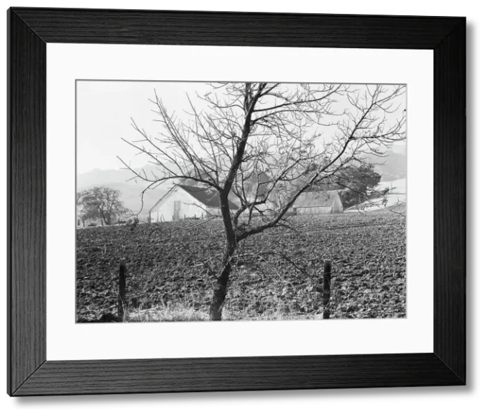 Framed Print : Stock ranch and plowed field, Contra Costa County, California, 1938. Creator: Dorothea Lange Framed Print : Stock ranch and plowed field, Contra Costa County, California, 1938. Creator: Dorothea Lange