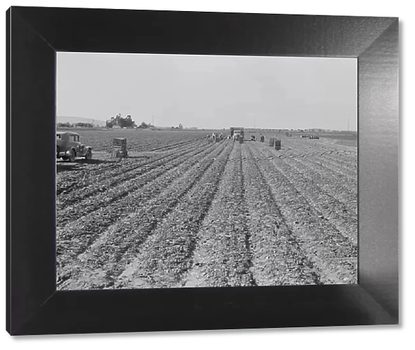Filipino gang of spinach harvesters, near Santa Maria, California, 1939. Creator: Dorothea Lange