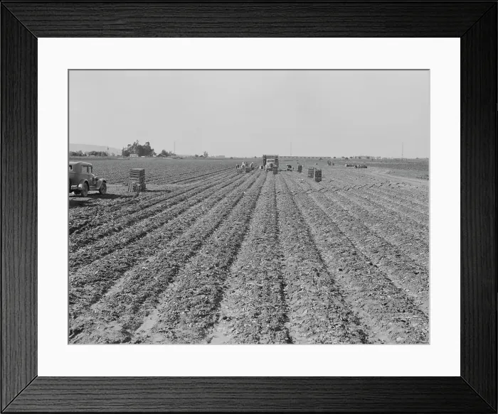 Framed Print : Filipino gang of spinach harvesters, near Santa Maria, California, 1939. Creator: Dorothea Lange Framed Print : Filipino gang of spinach harvesters, near Santa Maria, California, 1939. Creator: Dorothea Lange