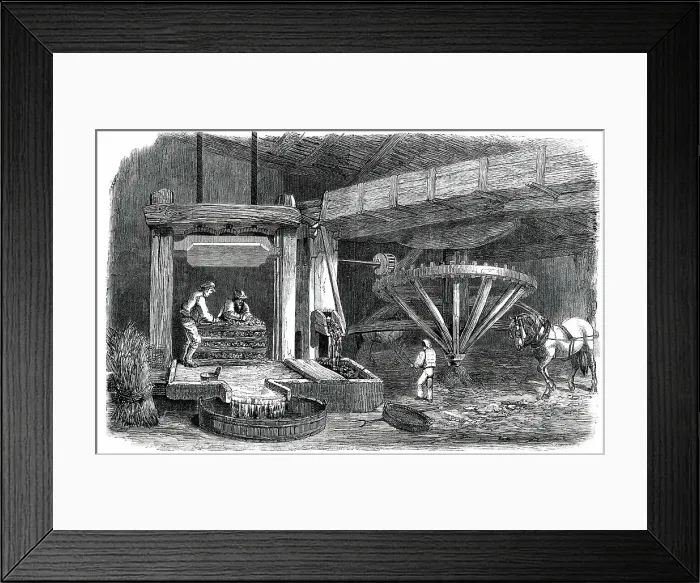 Framed Print : Cider-Making in Devonshire - Pound-House - the Mill and Press - Piling The Mock, 1850. Creator: Unknown. Cider-Making in Devonshire - Pound-House - the Mill and Press - Piling The Mock, 1850. Creator: Unknown
