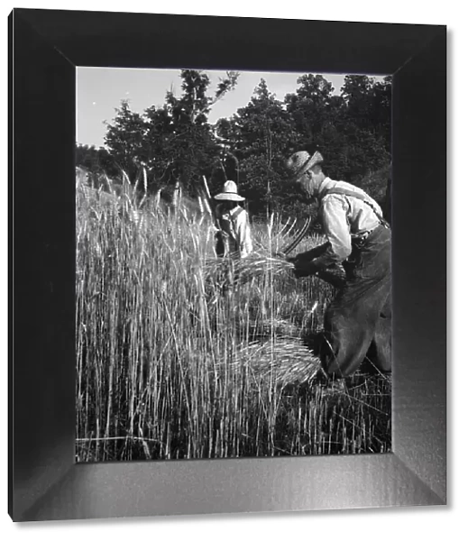 Cradling wheat near Christianburg, Virginia, 1936. Creator: Dorothea Lange