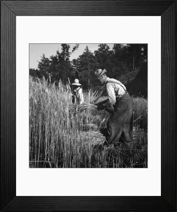 Framed Print : Cradling wheat near Christianburg, Virginia, 1936. Creator: Dorothea Lange Framed Print : Cradling wheat near Christianburg, Virginia, 1936. Creator: Dorothea Lange