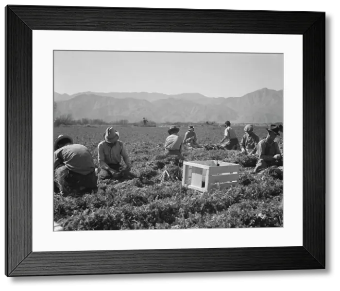 Framed Print : Carrot pullers from Texas, Oklahoma, Missouri, Arkansas and Mexico in California, 1937. Creator: Dorothea Lange Framed Print : Carrot pullers from Texas, Oklahoma, Missouri, Arkansas and Mexico in California, 1937. Creator: Dorothea Lange