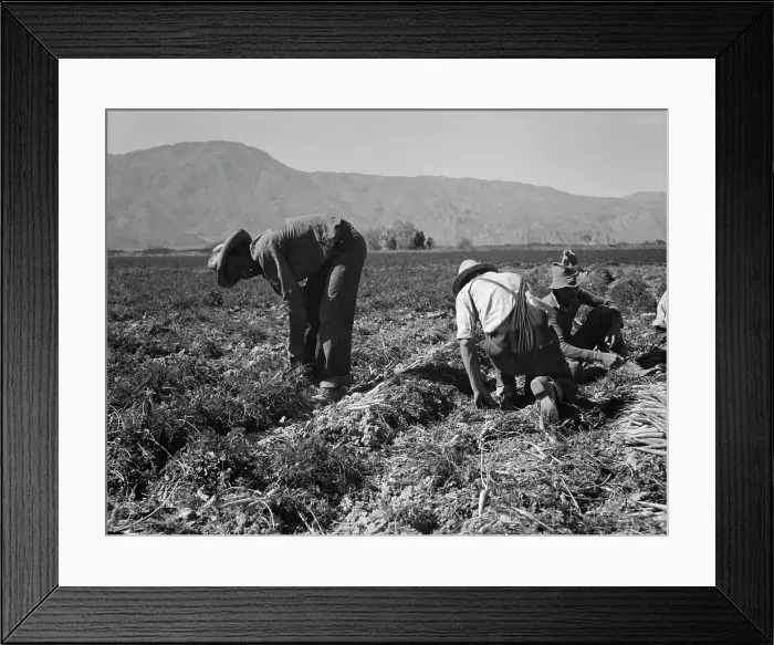 Framed Print : Carrot pullers from Texas, Oklahoma, Missouri, Arkansas and Mexico in Coachella Valley, CA, 1937. Creator: Dorothea Lange Framed Print : Carrot pullers from Texas, Oklahoma, Missouri, Arkansas and Mexico in Coachella Valley, CA, 1937. Creator: Dorothea Lange