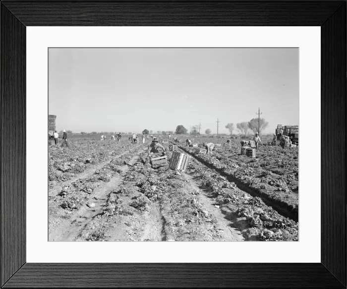 Framed Print : Lettuce cutting in the Imperial Valley, California, 1937. Creator: Dorothea Lange Framed Print : Lettuce cutting in the Imperial Valley, California, 1937. Creator: Dorothea Lange