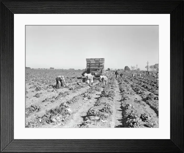 Framed Print : Lettuce cutting in the Imperial Valley, California, 1937. Creator: Dorothea Lange Framed Print : Lettuce cutting in the Imperial Valley, California, 1937. Creator: Dorothea Lange