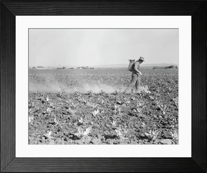 Framed Print : Dusting cauliflower plants near Santa Maria, California, 1937. Creator: Dorothea Lange Framed Print : Dusting cauliflower plants near Santa Maria, California, 1937. Creator: Dorothea Lange