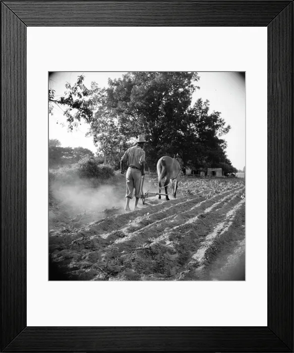 Framed Print : Plowboy in Alabama earns seventy-five cents daily, 1936. Creator: Dorothea Lange Framed Print : Plowboy in Alabama earns seventy-five cents daily, 1936. Creator: Dorothea Lange