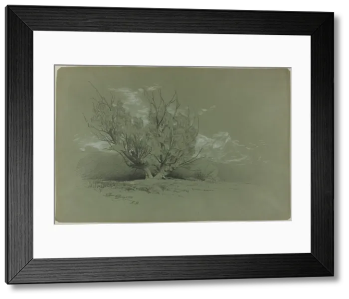 Framed Print : Willow, 1885. Creator: David Johnson Framed Print : Willow, 1885. Creator: David Johnson