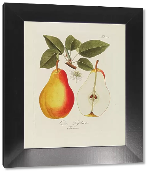 Illustration from 'A treatise on the fruit trees' by Johann Kraft, 1792-1796. Creator: Kraft, Johann (1738-1808). Illustration from 'A treatise on the fruit trees' by Johann Kraft, 1792-1796. Creator: Kraft, Johann (1738-1808)