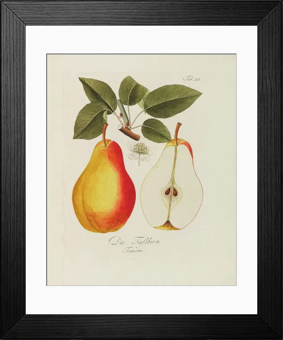 Framed Print : Illustration from A treatise on the fruit trees by Johann Kraft, 1792-1796. Creator: Kraft, Johann (1738-1808). Illustration from A treatise on the fruit trees by Johann Kraft, 1792-1796. Creator: Kraft, Johann (1738-1808) Framed Print : Illustration from A treatise on the fruit trees by Johann Kraft, 1792-1796. Creator: Kraft, Johann (1738-1808). Illustration from A treatise on the fruit trees by Johann Kraft, 1792-1796. Creator: Kraft, Johann (1738-1808)