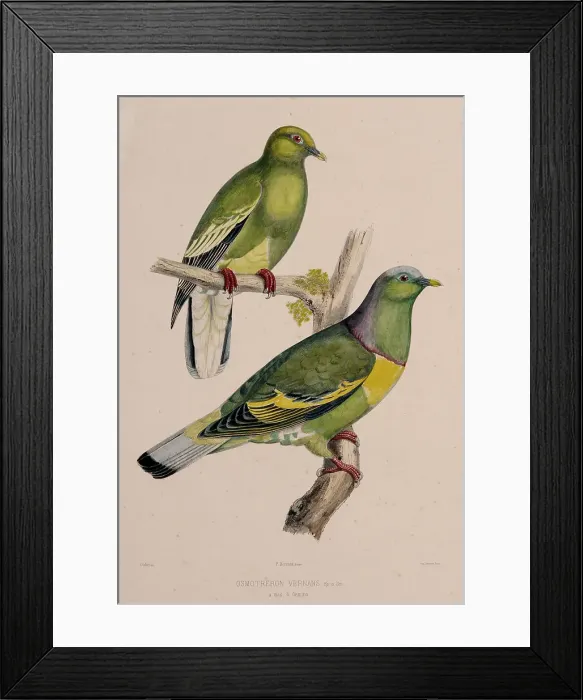 Framed Print : The pigeons, 1857. Creator: Oudart, Paul Louis (1796-1860) Framed Print : The pigeons, 1857. Creator: Oudart, Paul Louis (1796-1860)