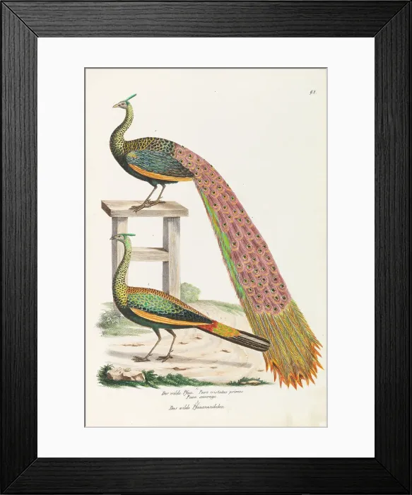 Framed Print : The wild peacock. The wild female peacock, ca 1820. Creator: Schinz, Heinrich Rudolf (1777-1861) Framed Print : The wild peacock. The wild female peacock, ca 1820. Creator: Schinz, Heinrich Rudolf (1777-1861)