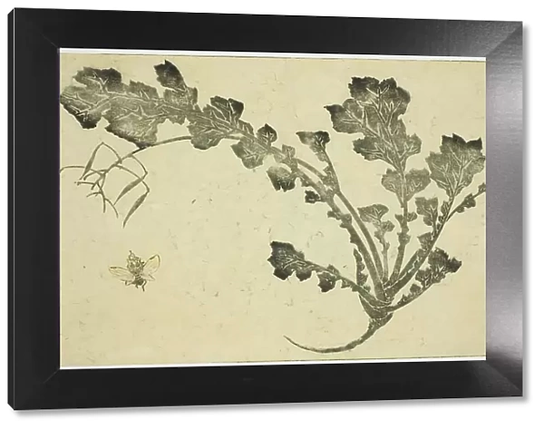 Wasp and turnip stalk, from 'The Picture Book of Realistic Paintings of Hokusai... Japan, c. 1814. Creator: Hokusai. Wasp and turnip stalk, from 'The Picture Book of Realistic Paintings of Hokusai... Japan, c. 1814. Creator: Hokusai