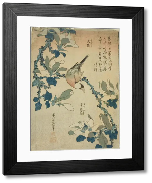 Framed Print : Paddy Bird and Magnolia Flowers (Buncho, kobushi no hana), from an untitled series... c. 1834. Creator: Hokusai Framed Print : Paddy Bird and Magnolia Flowers (Buncho, kobushi no hana), from an untitled series... c. 1834. Creator: Hokusai