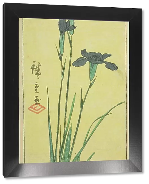 Iris at Horikiri Village (Horikiri no sato hanashobu), section of a sheet from the series... 1857. Creator: Ando Hiroshige