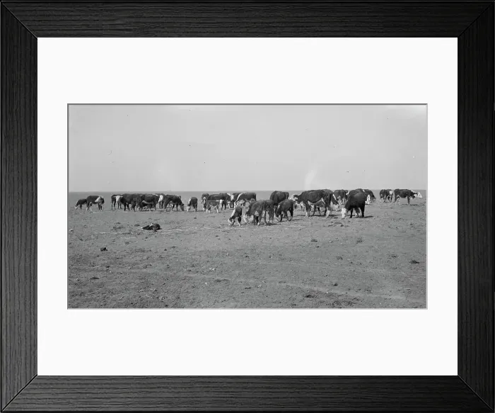 Framed Print : Ideal grazing conditions are afforded by this area if it is properly utilized... Mew Mexico, 1935. Creator: Dorothea Lange Framed Print : Ideal grazing conditions are afforded by this area if it is properly utilized... Mew Mexico, 1935. Creator: Dorothea Lange