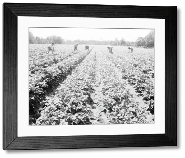 Framed Print : Homesteaders of the farm group are proud of their straight potato row, Hightstown, New Jersey, 1936. Creator: Dorothea Lange Framed Print : Homesteaders of the farm group are proud of their straight potato row, Hightstown, New Jersey, 1936. Creator: Dorothea Lange