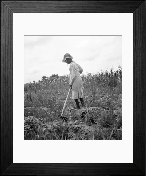 Framed Print : Hoe culture in the South, Mississippi, 1936. Creator: Dorothea Lange Framed Print : Hoe culture in the South, Mississippi, 1936. Creator: Dorothea Lange