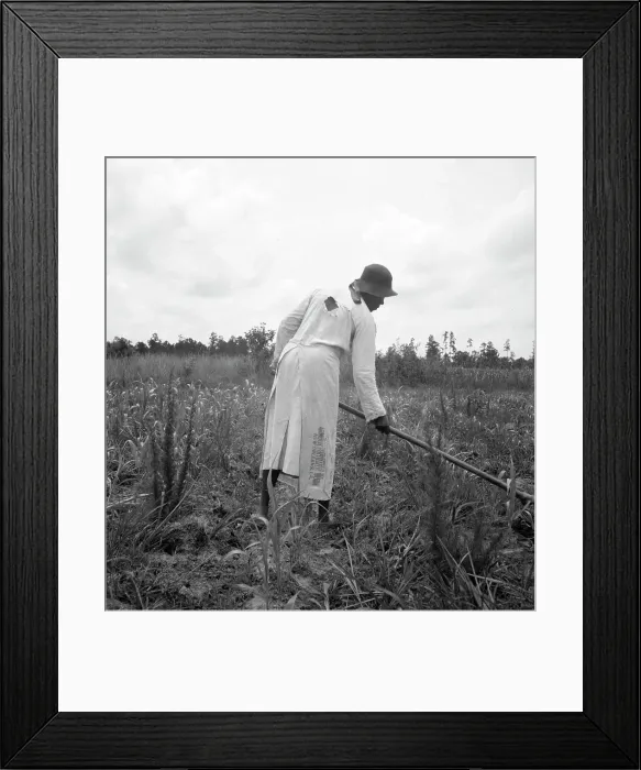Framed Print : Hoe culture in the South, Mississippi, 1936. Creator: Dorothea Lange Framed Print : Hoe culture in the South, Mississippi, 1936. Creator: Dorothea Lange